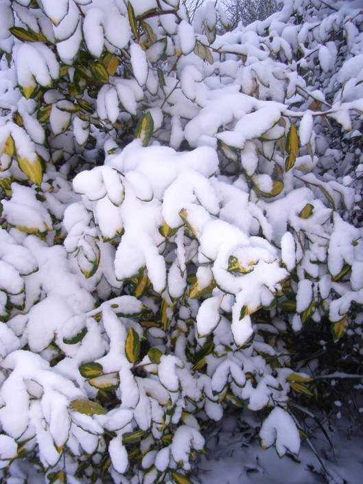 Eleagnus with snow