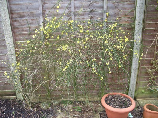 Winter flowering jasmine 