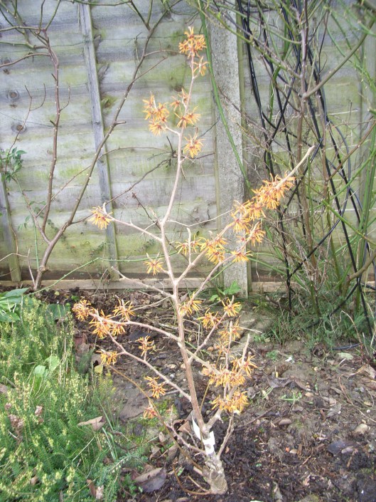 Witch hazel 'Orange Peel'